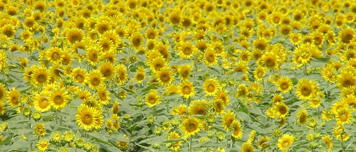 2007年07月28日 : 君田ひまわり畑、三次市（広島県）。